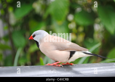 Fawn albero-tail Finch nome latino Poephila acuticauda Foto Stock