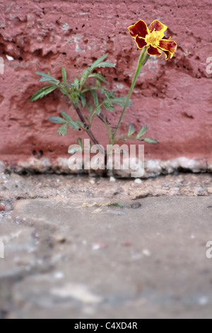 Tagete fiorisce dove è cresciuto in marciapiede crack Foto Stock