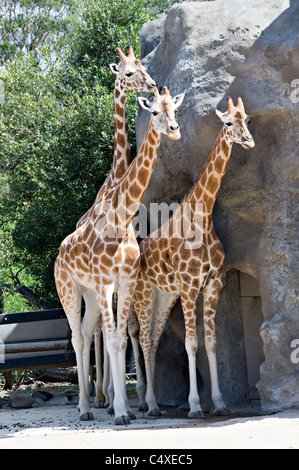 Bella Giraffe al Taronga Zoo Sydney New South Wales AUSTRALIA Foto Stock