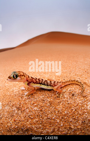 Web-footed Gecko (Palmatogecko blocchi rangei). Gli animali notturni che vivono prevalentemente annidato in profonde tane. Foto Stock