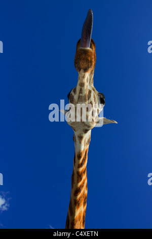 Giraffa Rothschild (Giraffa camelopardalis rothschildi) è una delle 9 sottospecie di giraffa.Giraffe Manor Kenya. Dist. dall Africa orientale Foto Stock