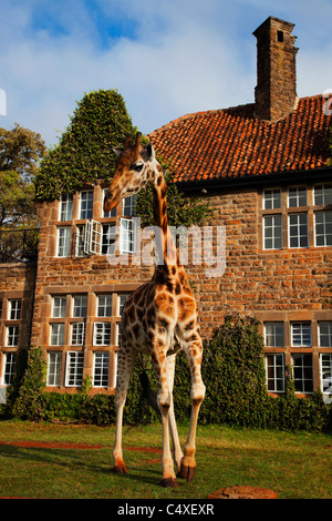 Giraffa Rothschild (Giraffa camelopardalis rothschildi) è una delle 9 sottospecie di giraffa.Griaffe Manor Kenya. Dist. dall Africa orientale Foto Stock