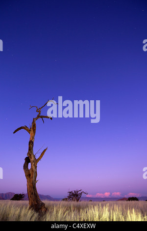 Scenario che mostra l'ecologia unica di sud-ovest il deserto del Namib o pro -Namib. NamibRand Riserva Naturale, Namibia Foto Stock