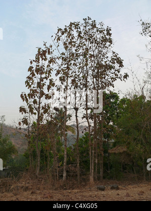 La piantagione di teak, Tectona grandis L.f., Verbenaceae, Jati Foto Stock