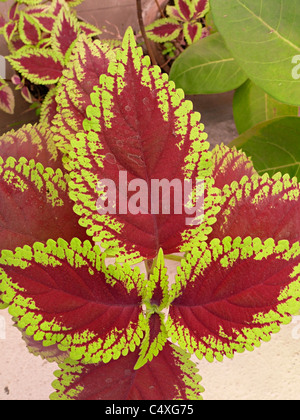 Coleus,, Solenostemon scutellarioides, serie iridata Foto Stock