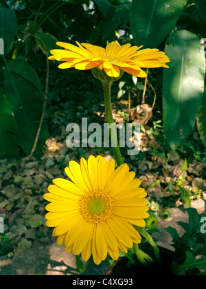 Gerber daisy, Transvaal daisy, Barberton daisy daisy Gerbera Jamesonii Foto Stock