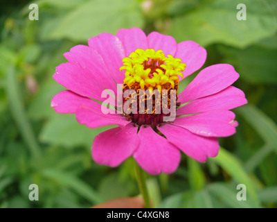 Zinnia elegans, Zinnia, zinnia comune Foto Stock