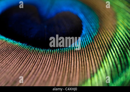 primo piano di una colorata piuma di pavone Foto Stock