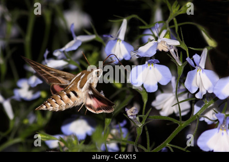 Striped Hawk-moth (Hyles livornica) fotografato in Israele Foto Stock