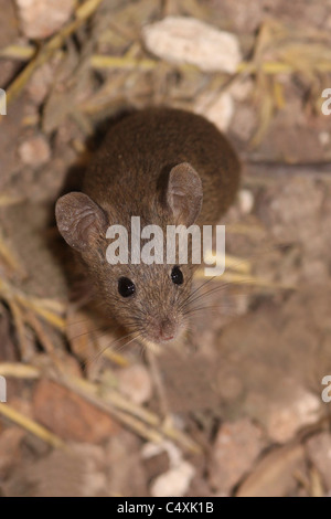 Casa mouse (Mus musculus), Foto Stock