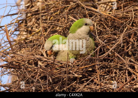 Una popolazione selvatici del monaco parrocchetto, noto anche come la Quaker Parrot, (Myiopsitta monachus) Foto Stock