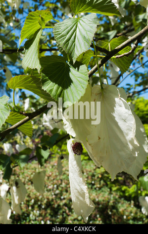 La tasca fazzoletto ad albero o albero di colomba, Davidia involucrata Foto Stock