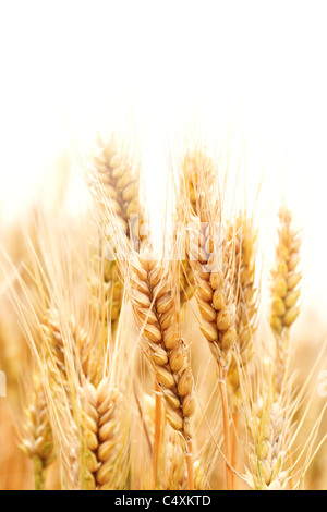 Spighe di grano isolato su bianco. Foto Stock