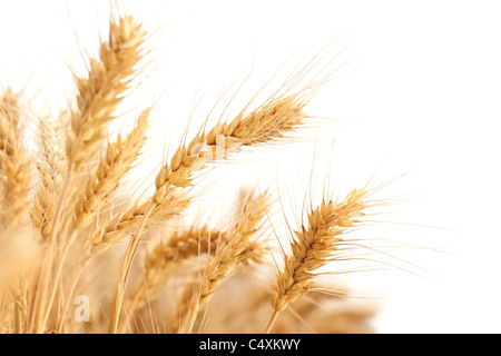 Spighe di grano isolato su bianco. Foto Stock