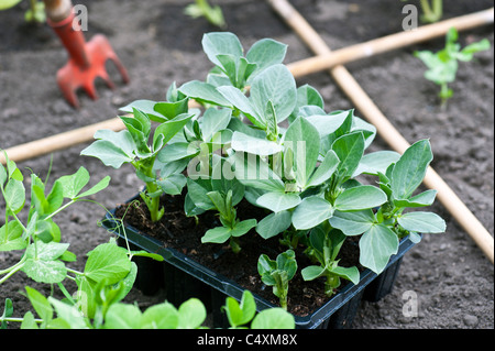 Ampio giovani piante di fagiolo "Sutton', dopo essere stato indurito spento e ora pronto per la semina nella trama vegetale Foto Stock