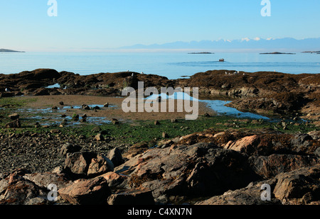 La bassa marea su una tranquilla mattinata estiva al punto di bestiame lancio barca Victoria BC Canada. Foto Stock