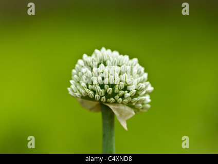 Primo piano del fiore di cipolla con semi su sfondo verde per esterno Foto Stock