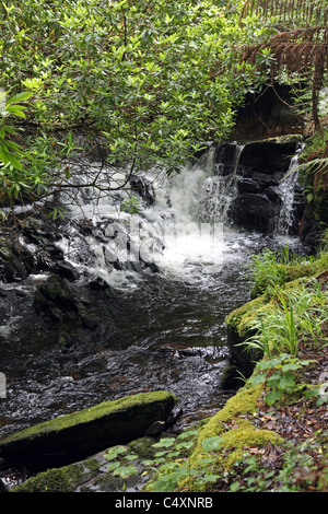 Fiume torrent in Kells Bay Gardens, giardini esotici sull'anello di Kerry, Co. Kerry, Irlanda Foto Stock