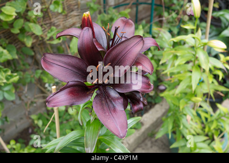 Giglio Lilium Perla Nera i fiori sbocciano Foto Stock