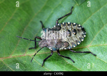 La protezione della foresta Bug Pentatoma rufipes Nymph (Instar finale) Foto Stock