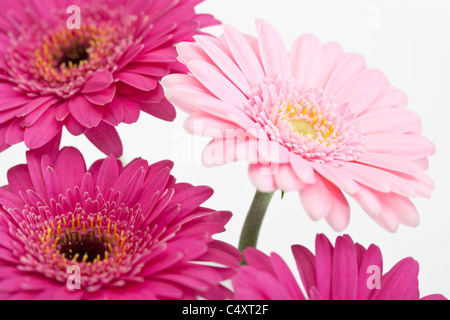 Pink Gerbera Fiori Foto Stock