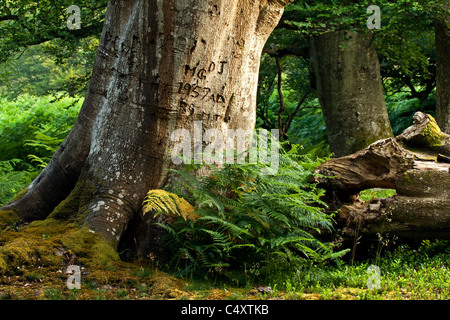 Un vecchio faggio nella nuova foresta con iniziali incise sul suo tronco Foto Stock