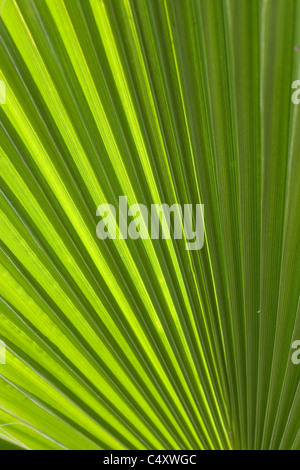 Trachycarpus fortunei Palm Tree di Paphos Cipro Foto Stock