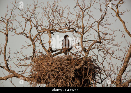 I capretti aquila calva presso il suo nido, riempito con uccellini, in pecan tree in primavera nei pressi di Llano TX Foto Stock