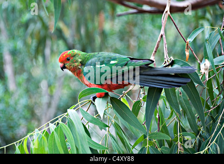 Adulti femmine re australiano Parrot si appollaia in Eucalipto a Kennet River Victoria Australia Foto Stock