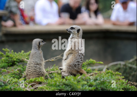 Meerkats con visitando la folla in proprietà background del lo Zoo Twycross England Regno Unito Foto Stock