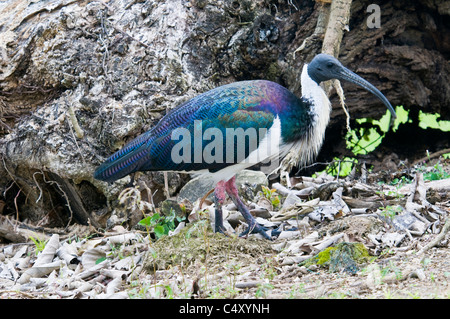 Colli di paglia ibis (Threskiornis spinicollis) in Cairns Australia Foto Stock