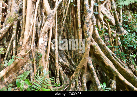 Cattedrale Fig (Ficus virens) in stato di Danbulla foresta nel Queensland del nord Australia Foto Stock