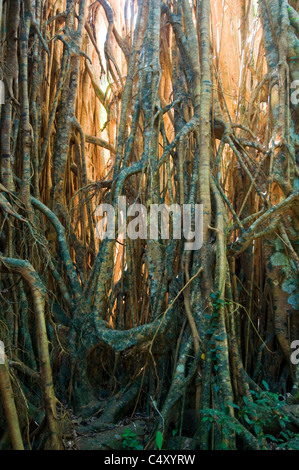 Cattedrale Fig (Ficus virens) in stato di Danbulla foresta nel Queensland del nord Australia Foto Stock