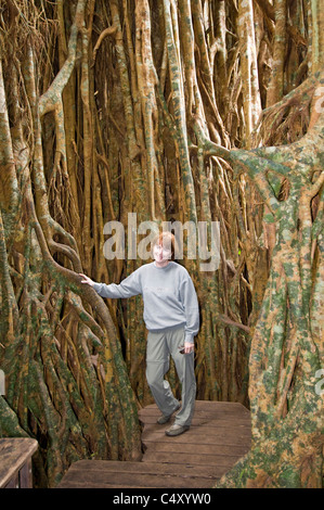 Cattedrale Fig (Ficus virens) in stato di Danbulla foresta nel Queensland del nord Australia Foto Stock