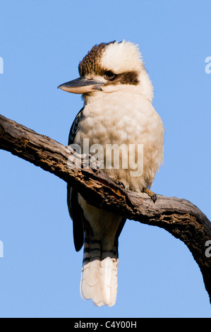 Ridendo kookaburra (Decelo novaeguineae) nella struttura ad albero in Undara Parco Nazionale Australia Foto Stock