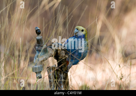 Un pallido intitolata rosella (Platycercus adscitus adscitus) sul rubinetto di acqua in Undara Parco Nazionale in Queensland Australia Foto Stock