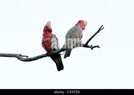 Galah coppia (Elophus roseicapilla) Undara nel Parco Nazionale di Australia Foto Stock