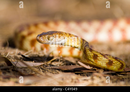 Brown tree snake (Boiga irregularis) in North Queensland Australia Foto Stock