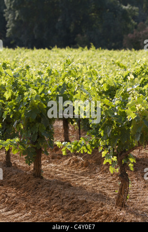 Close up di filari di vigne di maturazione in un vigneto nel sud della Francia Foto Stock