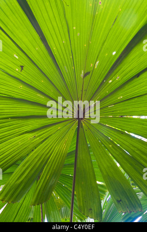 Fan di palma (Licuala ramsayi) nella foresta pluviale di Daintree nel Queensland del Nord Australia Foto Stock