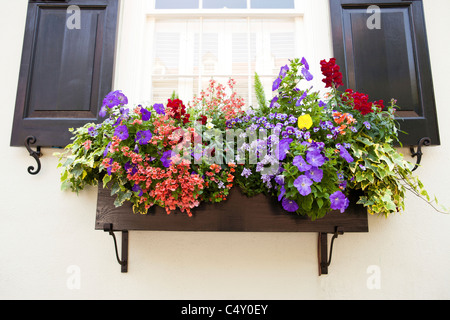 Window Box con fiori Foto Stock