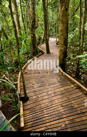 Dubuji Boardwalk vicino a Cape Tribulation nella foresta pluviale di Daintree in North Queensland Australia Foto Stock