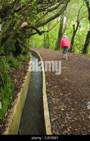 Passeggiate lungo la Levada, Ribeiro Frio, Madeira, Portogallo Foto Stock