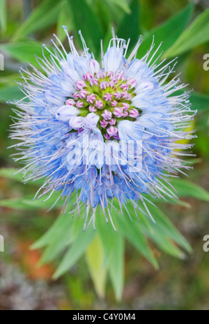 L'orgoglio di Madeira (Echium fastuosum o E. candicans) fiore dettaglio, endemica di Madera Foto Stock