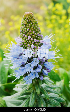 L'orgoglio di Madeira (Echium fastuosum o E. candicans) fiore dettaglio, endemica di Madeira, Portogallo Foto Stock