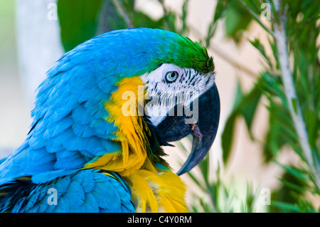 Blu e Giallo macaw (Ara ararauna) presso il Cairns Tropical Zoo nel Queensland Australia Foto Stock