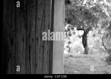 Visualizzare attraverso la porta di legno su olivo & altri alberi sulla collina, Maiorca, Spagna, Iberia, Isola in bianco e nero. Foto Stock