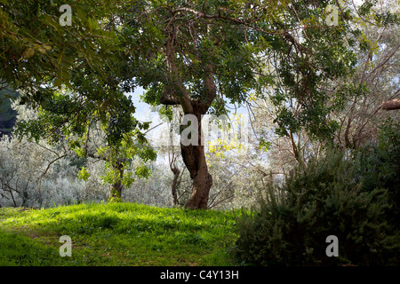 Olivo & altri alberi sulla collina, Maiorca, Spagna, Iberia, Isola Foto Stock