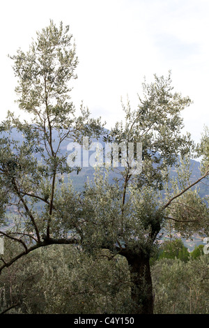 Olivo & altri alberi sulla collina, Maiorca, Spagna, Iberia, Isola Foto Stock