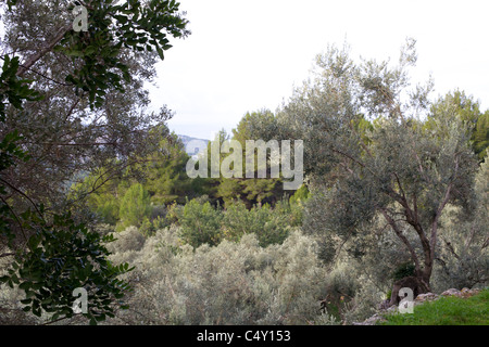 Olivo & altri alberi sulla collina, Maiorca, Spagna, Iberia, Isola Foto Stock